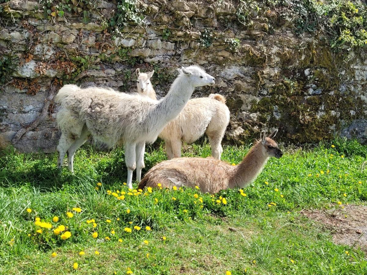 Gite La Providence Saint-Sernin-du-Plain Eksteriør billede